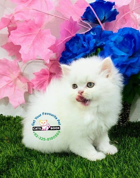 Quality|Persian Kittens|Cats| Triple Coated 3