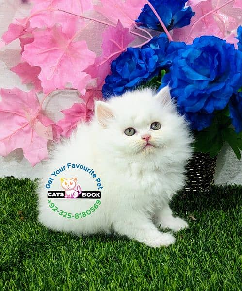 Quality|Persian Kittens|Cats| Triple Coated 5