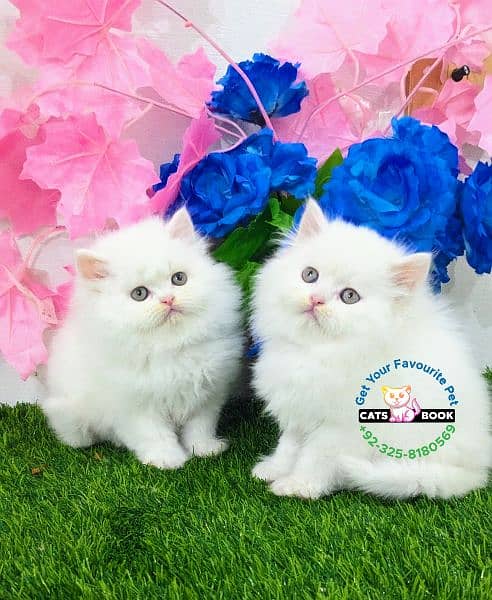 Quality|Persian Kittens|Cats| Triple Coated 6