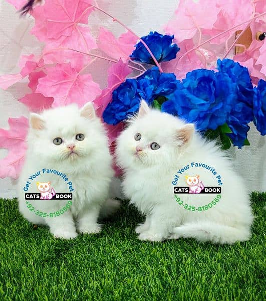 Quality|Persian Kittens|Cats| Triple Coated 7