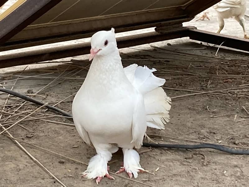 fancy pigeon | lucky kabuter | Indian Fantail | english fantail pigeon 2