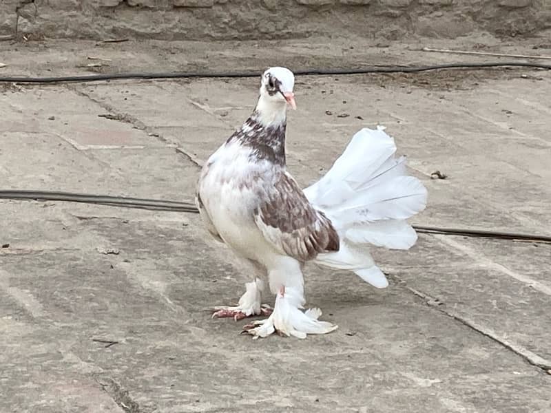 fancy pigeon | lucky kabuter | Indian Fantail | english fantail pigeon 9