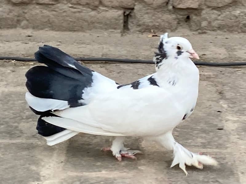 fancy pigeon | lucky kabuter | Indian Fantail | english fantail pigeon 10