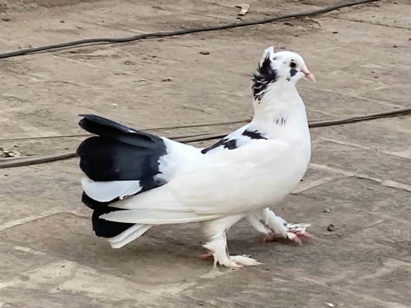 fancy pigeon | lucky kabuter | Indian Fantail | english fantail pigeon 11