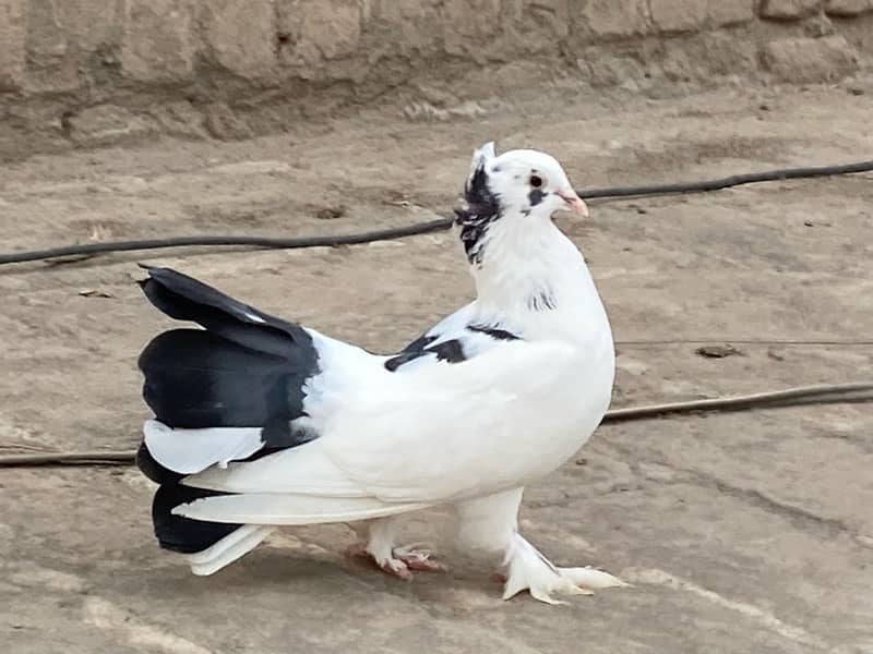 fancy pigeon | lucky kabuter | Indian Fantail | english fantail pigeon 12