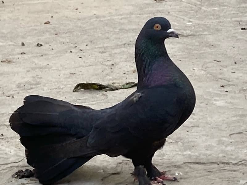 fancy pigeon | lucky kabuter | Indian Fantail | english fantail pigeon 13