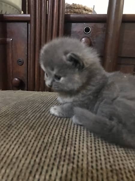 pure Persian cat fur full loving and playing kittens 5