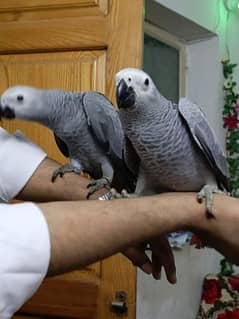 African grey DNA k sath male female available