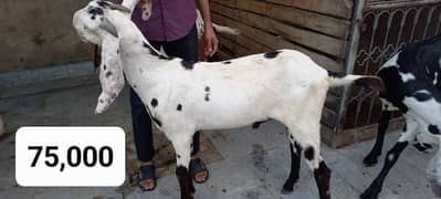 Goats for Bakara Eid