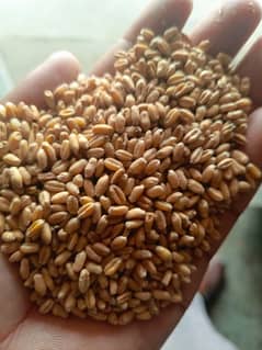 wheat 0