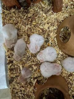 Hamsters buy one get one free.