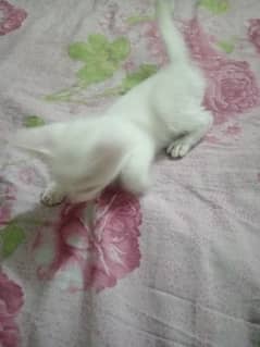 White cat 0