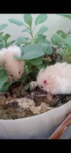 Adorable White Hamsters for Sale - Cute and Friendly!
