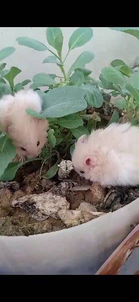 Adorable White Hamsters for Sale - Cute and Friendly! 0