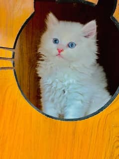 Persian triple coated  blue  eyes kitten