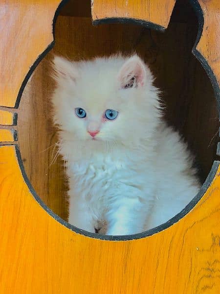 Persian triple coated  blue  eyes kitten 1
