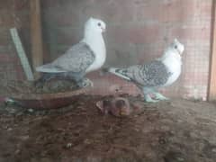 Sentient breeder pair with 2 chicks