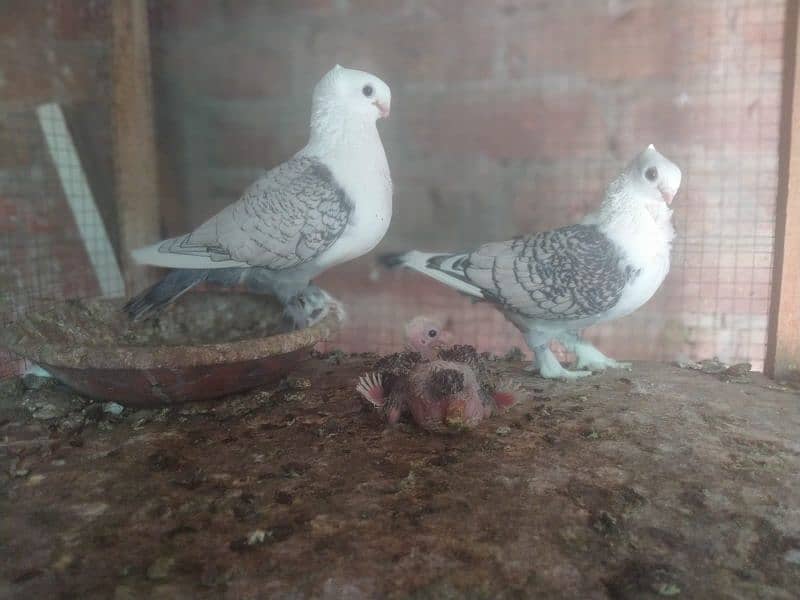 Sentient breeder pair with 2 chicks 0