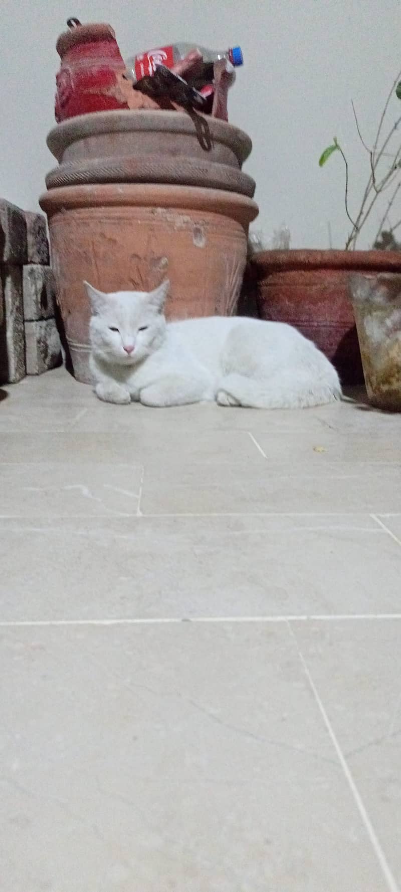 white Persian Male cat only 6000 3