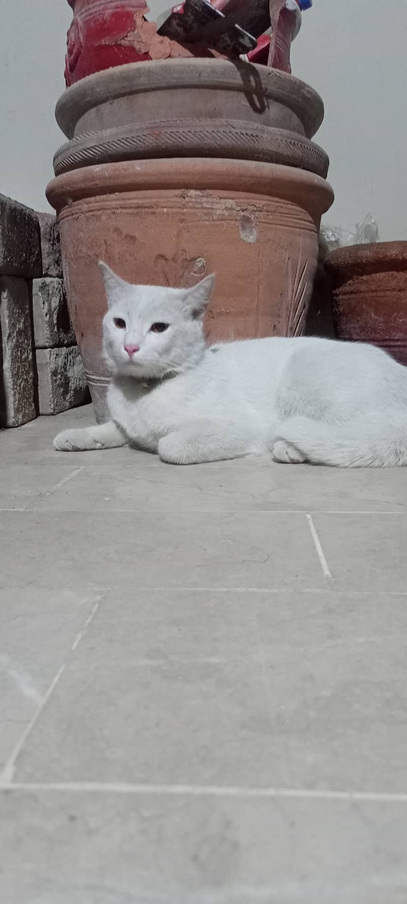 white Persian Male cat only 6000 5