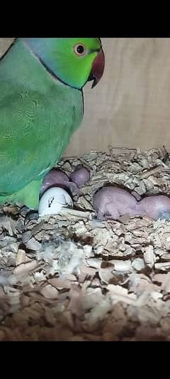 ringneck parrot babies