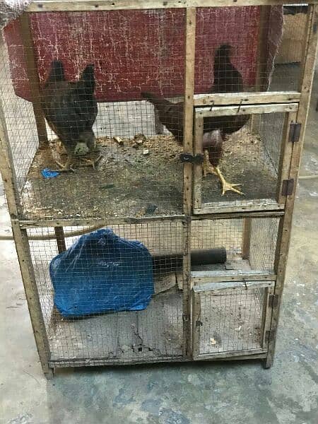 2 hens with pinjra  2 3 month ki ha 2