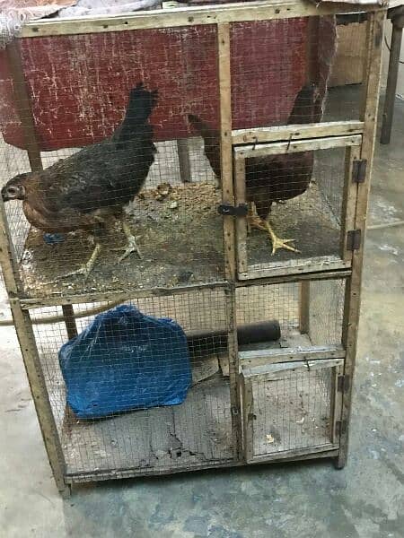 2 hens with pinjra  2 3 month ki ha 3
