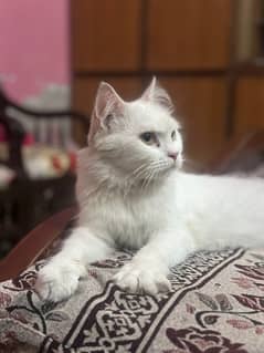 Persian cat full trained