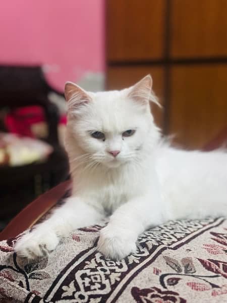 Persian cat full trained 1