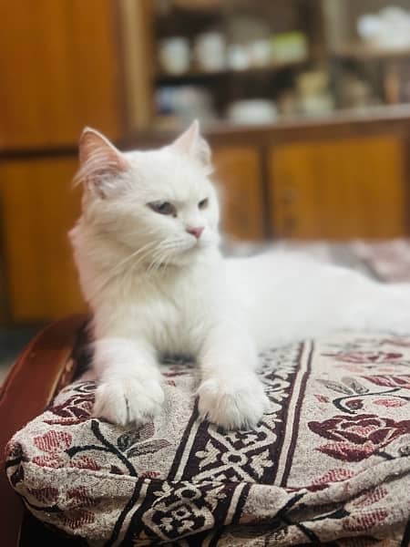 Persian cat full trained 3