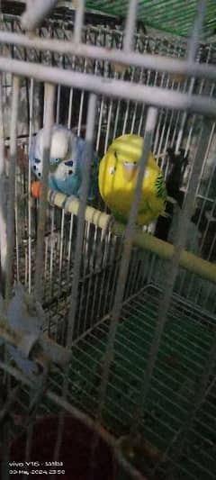 budgie parrots