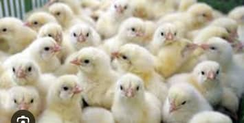 Lohman brown hens, White novagen Layer Chicks, Broiler Chicks,
