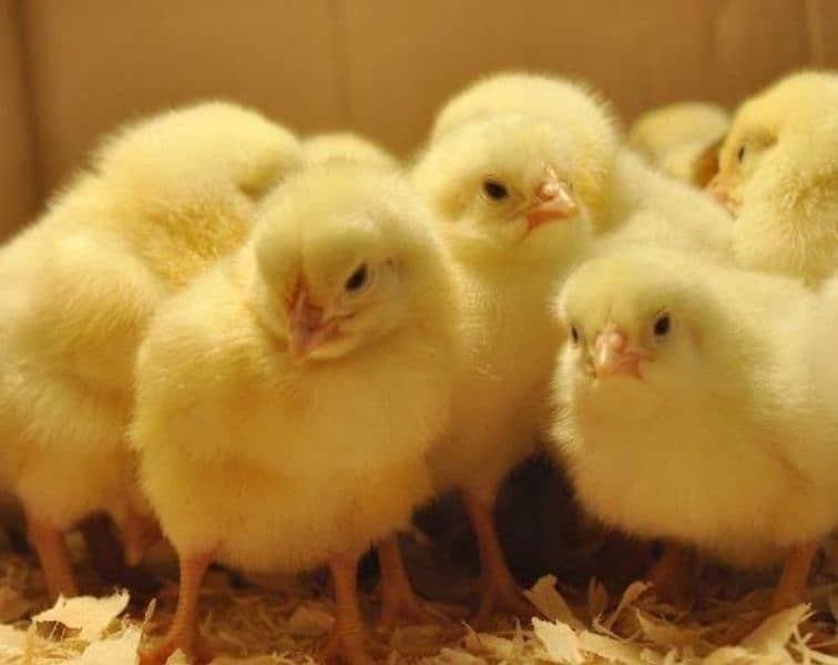 Lohman brown hens, White novagen Layer Chicks, Broiler Chicks, 1