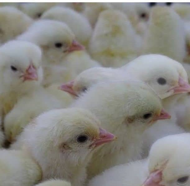 Lohman brown hens, White novagen Layer Chicks, Broiler Chicks 2
