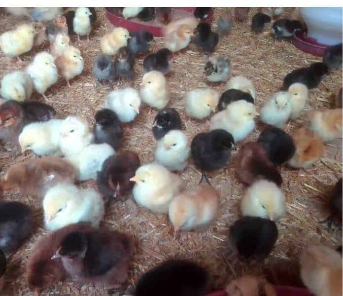 Lohman brown hens, White novagen Layer Chicks, Broiler Chicks, 3