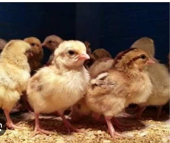 Lohman brown hens, White novagen Layer Chicks, Broiler Chicks 4