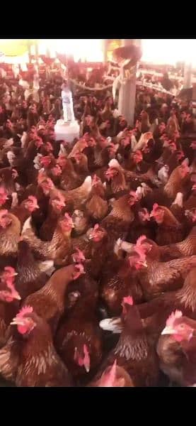 Lohman brown hens, White novagen Layer Chicks, Broiler Chicks 7