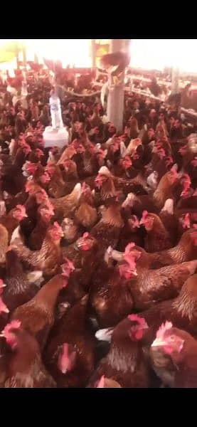 Lohman brown hens, White novagen Layer Chicks, Broiler Chicks 9