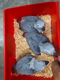 African grey Male female DNA k sath available