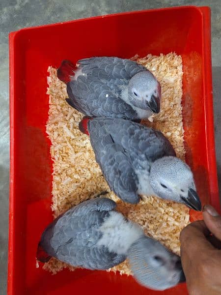 African grey Male female DNA k sath available 1