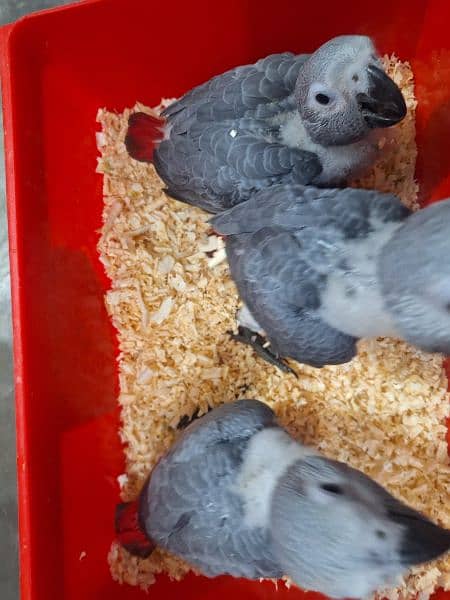African grey Male female DNA k sath available 2