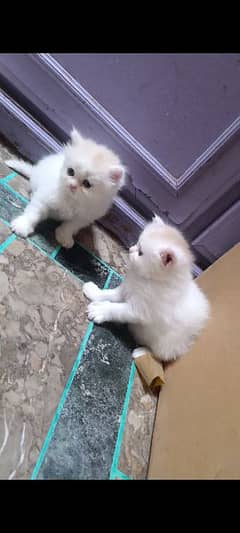 white Persian cat Odd eyes 0