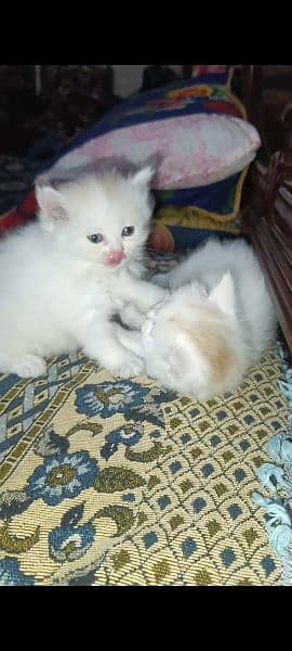 white Persian cat Odd eyes 1