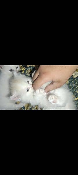 white Persian cat Odd eyes 2