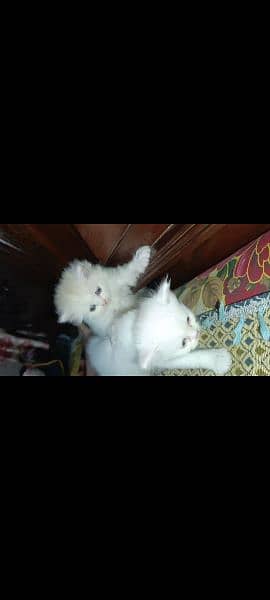 white Persian cat Odd eyes 3