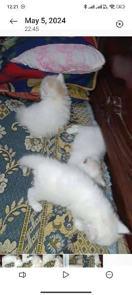 white Persian cat Odd eyes 4