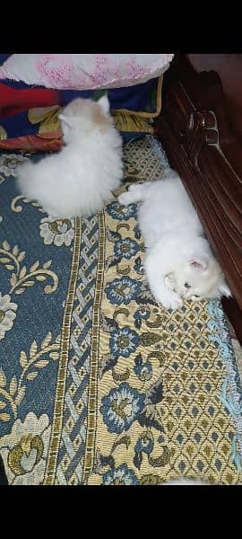 white Persian cat Odd eyes 5