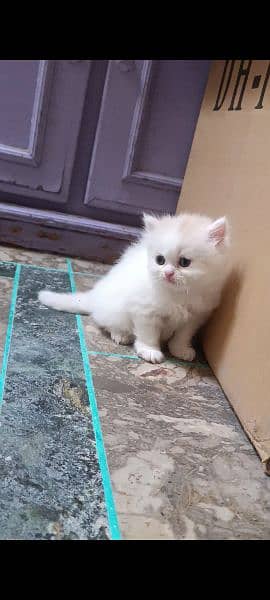 white Persian cat Odd eyes 6