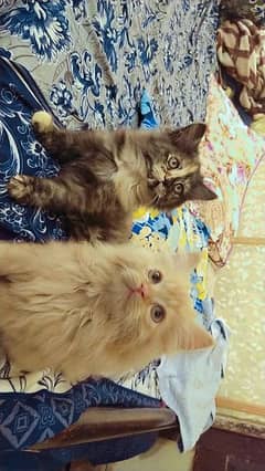 Persian cats | Persian kittens | triple coated | cats for sale