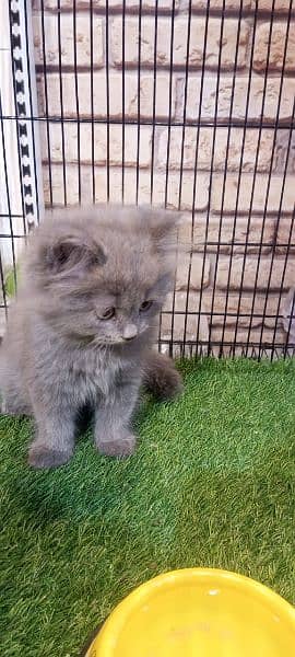 persian cats and kittens 2